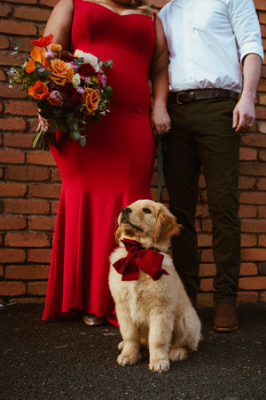 wedding family portrait with puppy