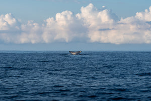 humpback whale tail at moreton island