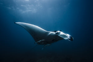 manta ray in australia 